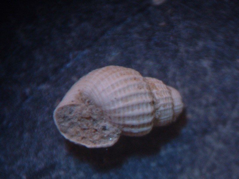 pyramidellidae plioceniche